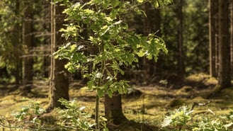 Earth Overshoot Day 2024